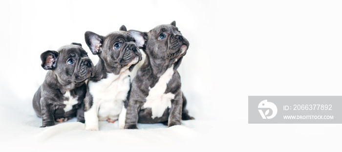 Portrait of three adorable bulldog puppies looking in one direction