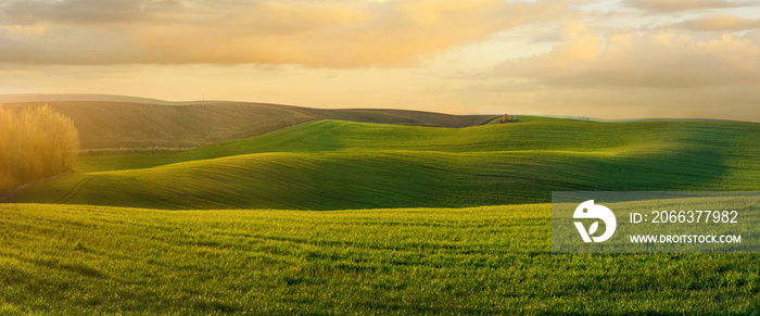 Panoramic view of wavy fields with lines of winter crops in spring at evening light