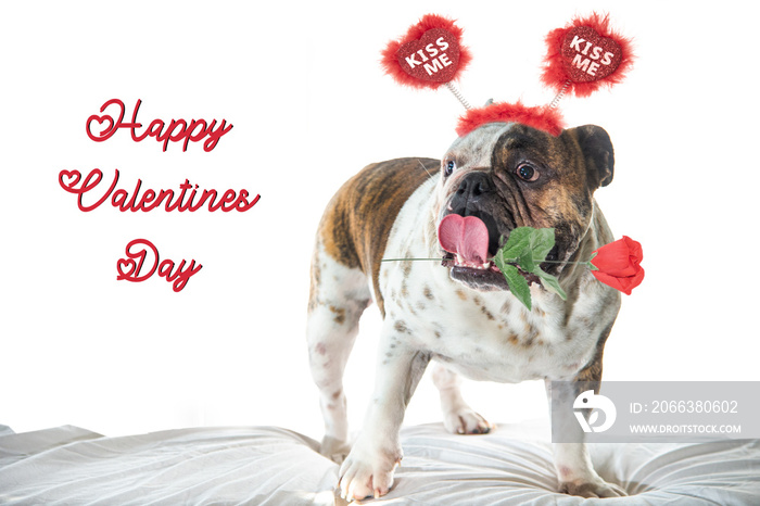 English bull sticking out his tongue isolated on a white background for Valentines day card. Valenti