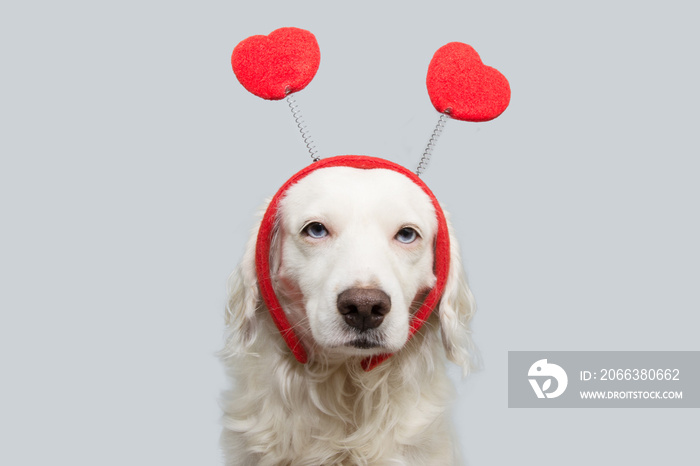 beauty dog in love for happy valentines day with red heart shape diadem. isolated on gray background