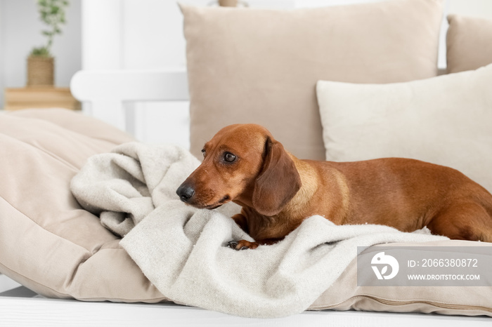 Cute dachshund dog lying on couch in living room