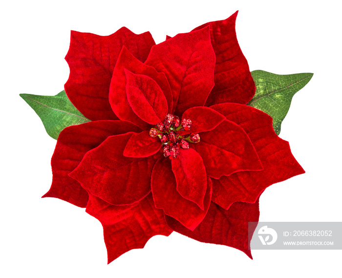 Red Christmas flower poinsettia isolated white background