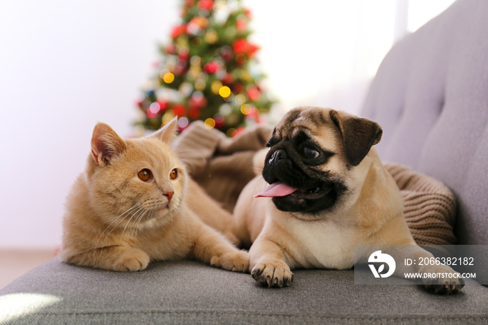 Beautiful red british shorthair cat and adorable pug on grey couch over the christmas tree & festive