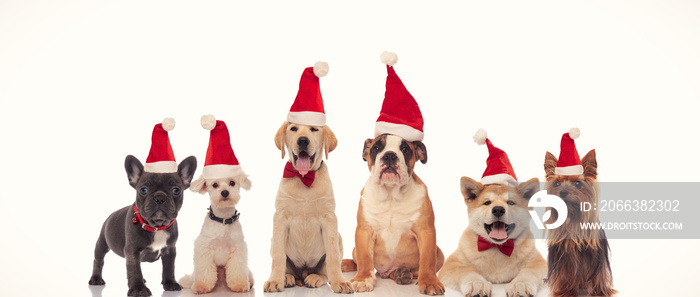 6 happy dogs celebrating christmas together
