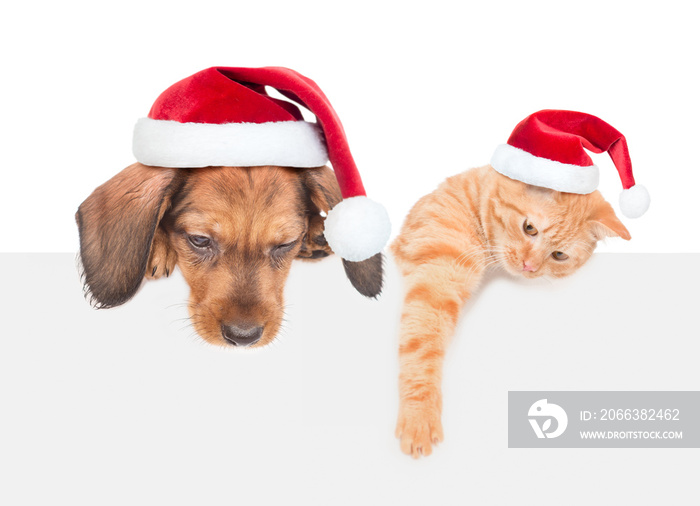 Cat and dog with red christmas hats above white banner looking down. isolated on white background