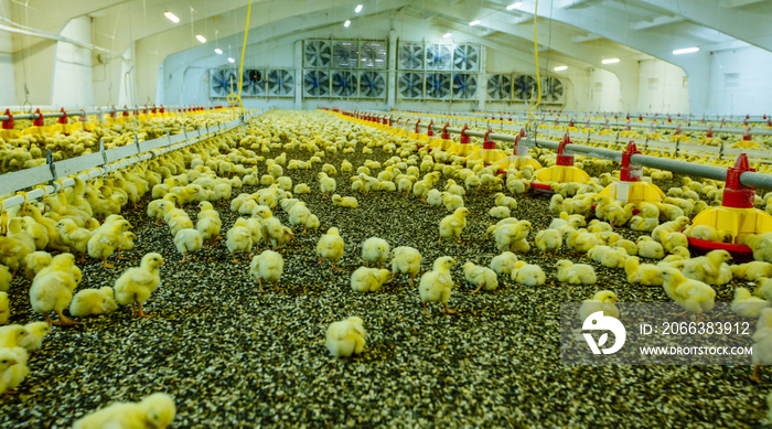 Farm for growing broiler chickens in under 45 days of age