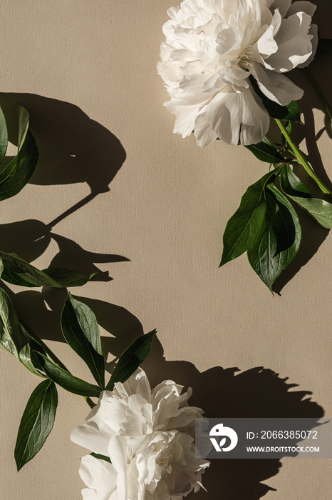 Elegant white peony flowers with sunlight shadows on neutral beige background. Flat lay, top view bo