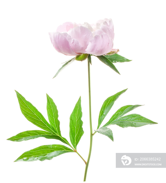 Peony flower isolated on white