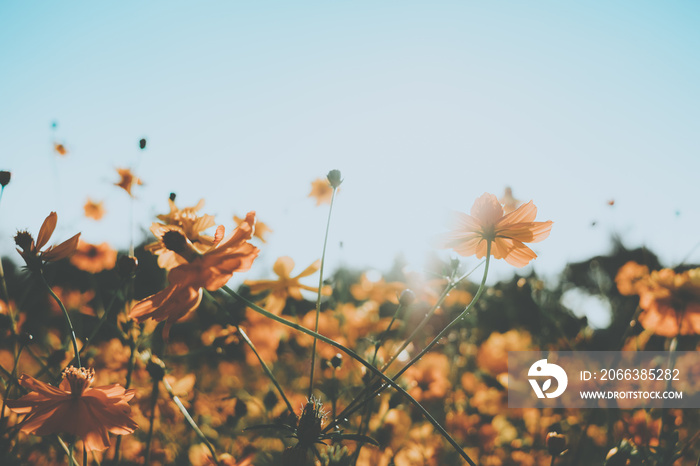 Yellow cosmos flower blooming with sunrise and blue sky background.Close up.Vintage tone