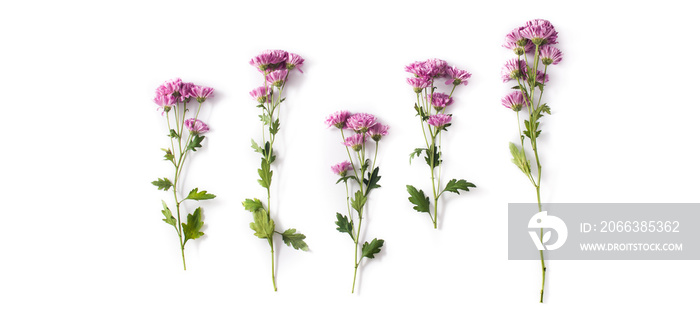 Violet chrysanthemum flowers bouquet isolated on white background. Panorama view