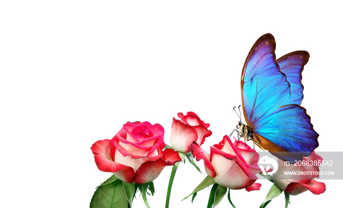 Morpho butterfly sitting on a rose isolated on white. pink roses and a bright blue butterfly close u