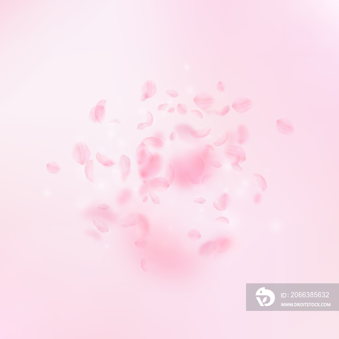 Sakura petals falling down. Romantic pink flowers explosion. Flying petals on pink square background