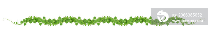 Green leaves nature frame border of devils ivy or golden pothos the tropical foliage plant on white