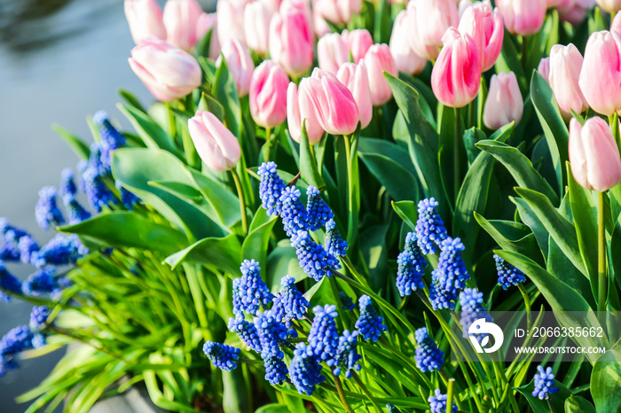 Blue grape hyacinth and pink roses in blossom garden.