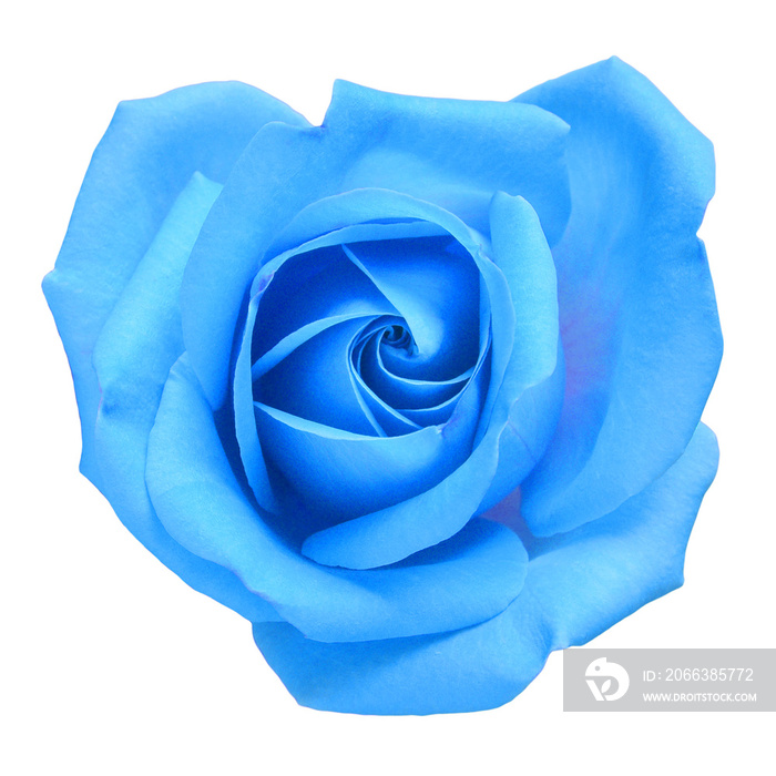 Light blue flower rose isolated on a white background. Macro, flora, for design. Flowerhead. Flat la