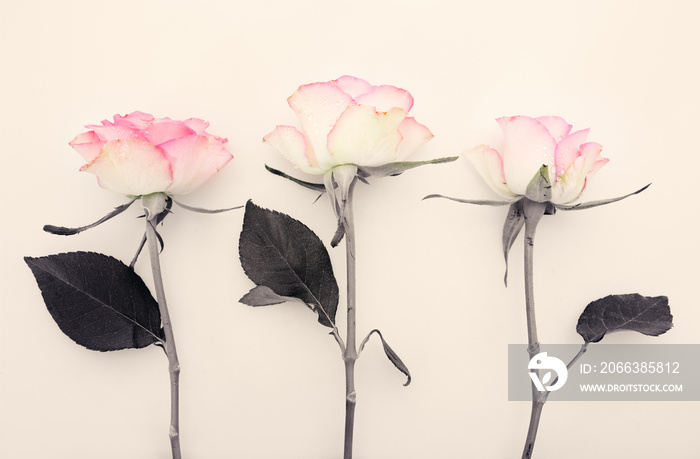 Three pink roses isolated on the white background.