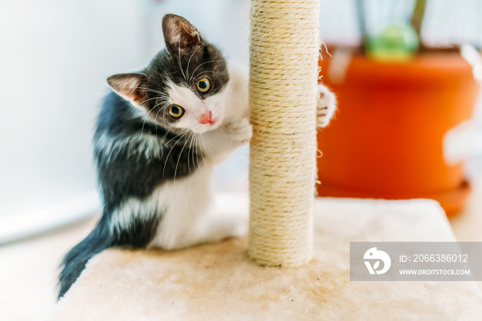 Cute Baby Cat Scratching And Sharpening Claws At Home