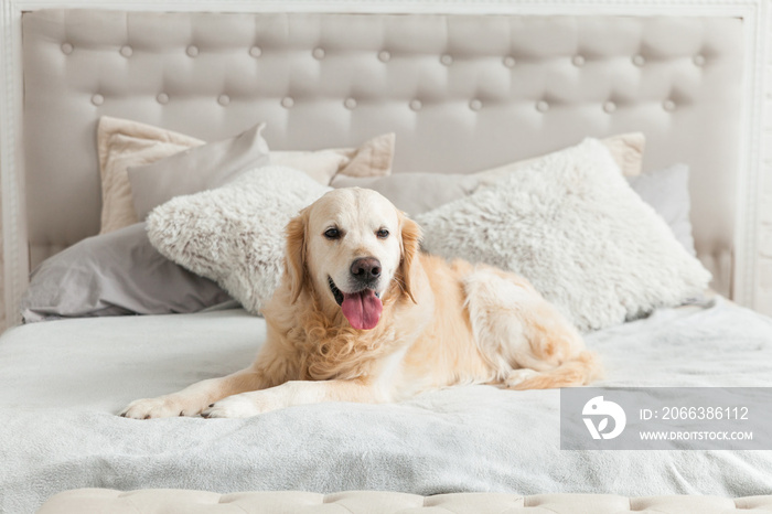 Golden retriever puppy dog in luxurious bright colors classic eclectic style bedroom with king-size 