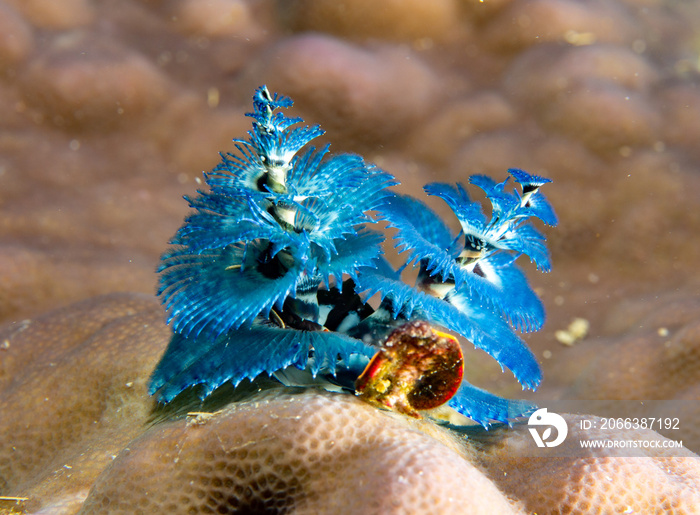 Christmas tree worms - Spirobranchus giranteus