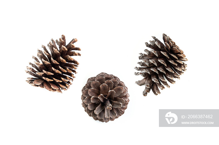 set of various pine cone trees isolated on white background