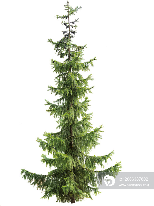 Spruce tree with cones isolated on a white background