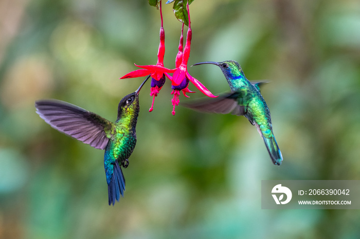 Blue hummingbird Violet Sabrewing flying next to beautiful red flower. Tinny bird fly in jungle. Wildlife in tropic Costa Rica. Two bird sucking nectar from bloom in the forest. Bird behaviour