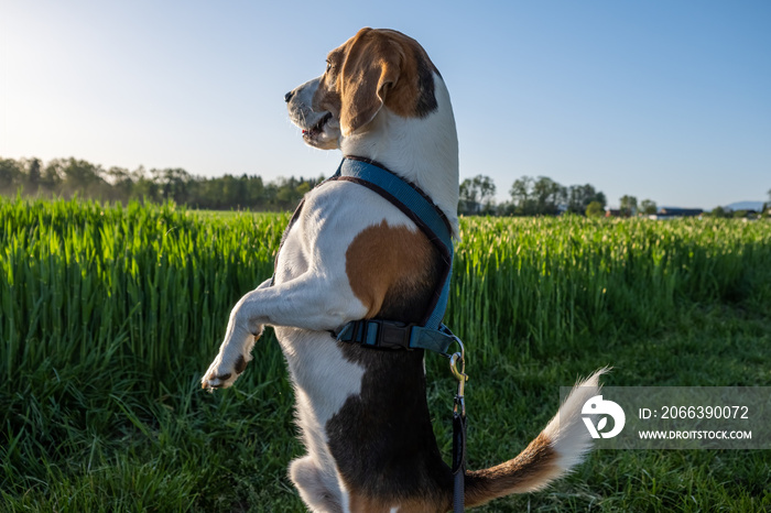 Hound dog standing on two feet looking around. Sunset fields.