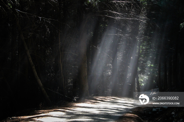 Qeenstown enchanted forest and rays of light, beautiful scenery and landscape, mountains and trees, South Island, New Zealand