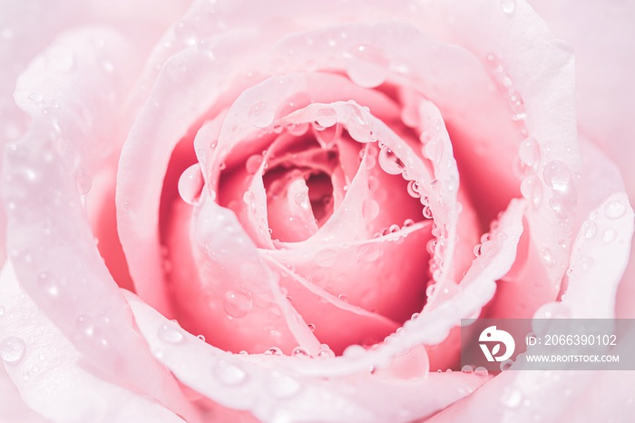 Abstract of beautiful blur pink roses petals with drops of water, floral backgroung with copy space.