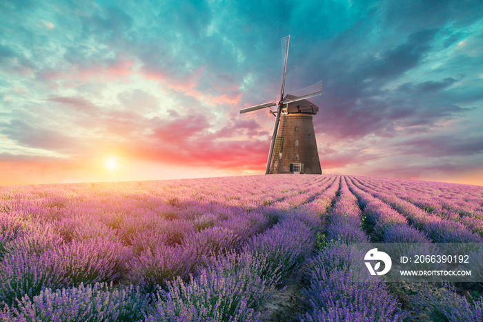 Lavender field summer sunset landscape near Valensole.Provence,France