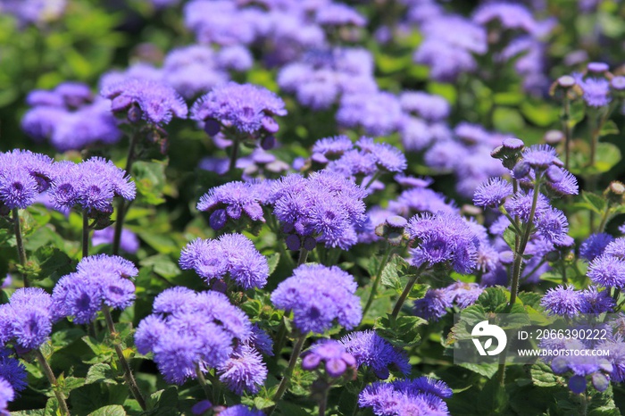 Blue Ageratum flowers in the garden