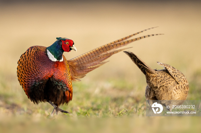 Ringneck Pheasant (Phasianus colchicus) male and female