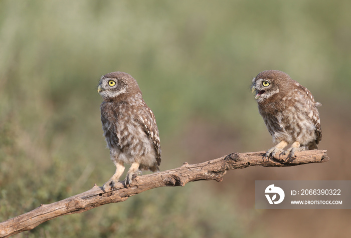 Adult birds and little owl chicks (Athene noctua) are photographed at close range closeup on a blurred background.