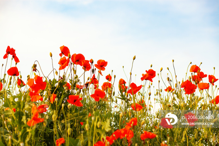 beautiful poppy field- Armistice or Remembrance day background