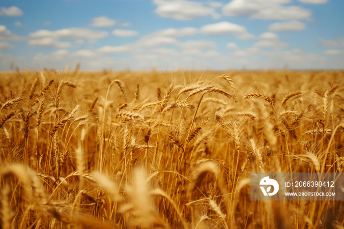 Golden wheat field and blue sky. Growth nature harvest. Agriculture farm.