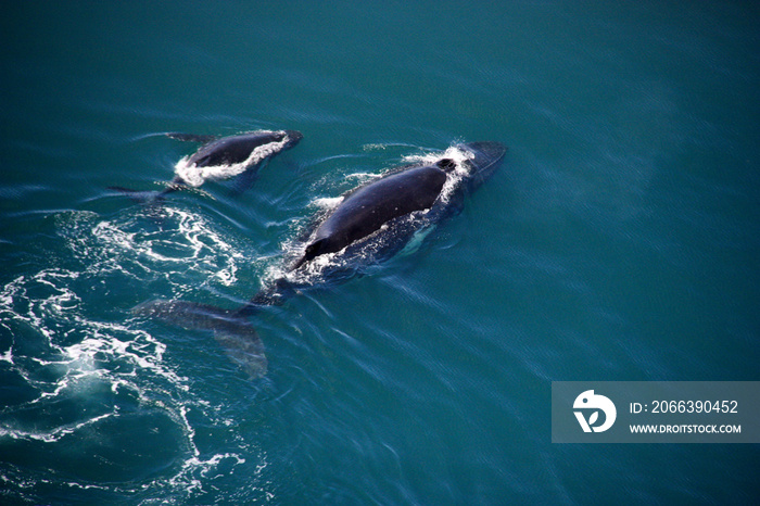 Humpback whale mother and baby off the shore of Ghana