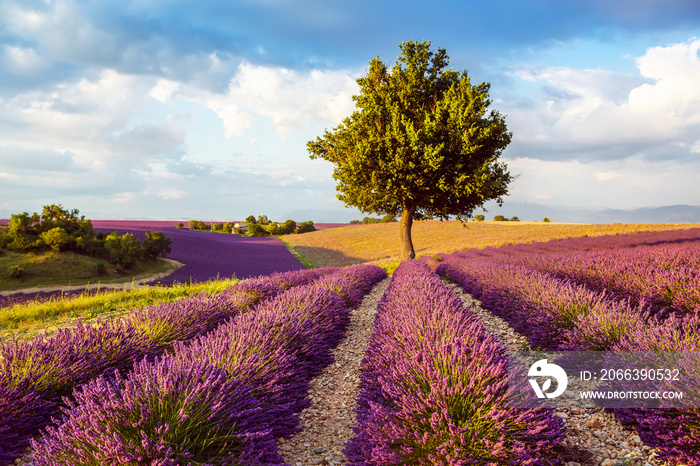 Beautiful blooming purple lavender fields near Valensole in Provence, France. Typical traditonal provencal landscape on sunset with blossoming flowers. Warm light