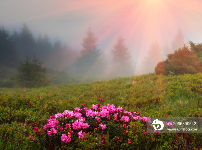 Beautiful landscape in the spring mountains. View of  smoky hills, covered with fresh blossom rododendrons.