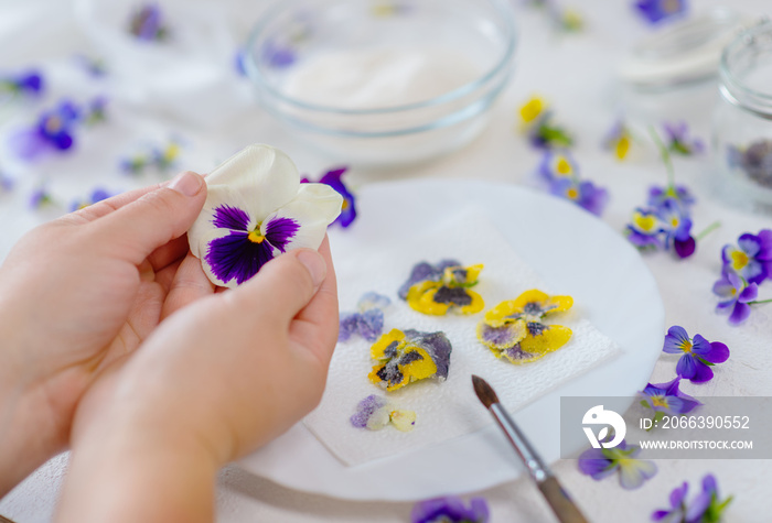 Hands holding a pansy flower in their hands and preparing for the process of sugaring. Decor for cakes concept