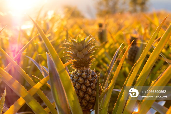 Pineapple tropical fruit growing in garden at sunset time.