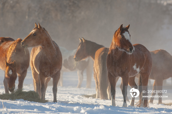 horses eating hay in the winter equine feed and nutrition munching on forage in the snow to keep warm