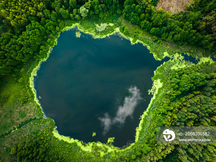 Green algae on the lake. Aerial view of nature, Poland.