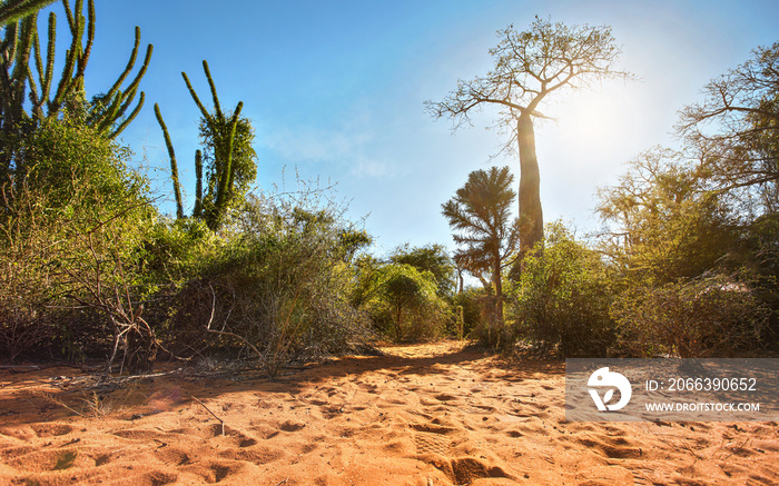 Forest with small baobab and octopus trees, bushes and grass growing on red sand ground, strong sunbacklight