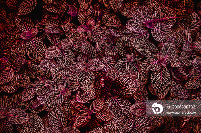 abstract red leaf texture, closeup nature view of leaves background.