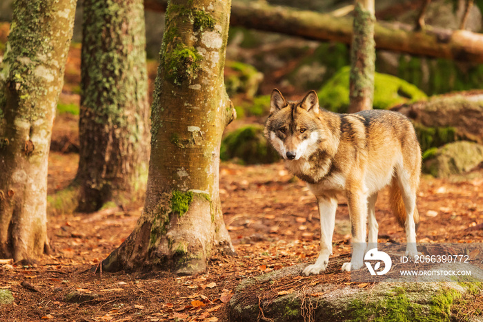 male gray wolf (Canis lupus) watches us in surprise