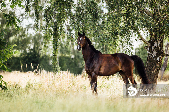 Pferd auf der Weide