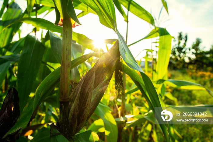 Corn planted with sunlight.