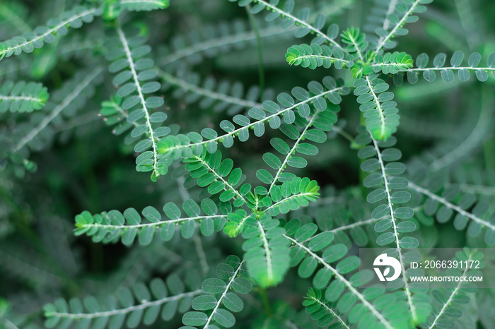 Fresh green plant close-up, Phyllanthus niruri plant herb in garden.