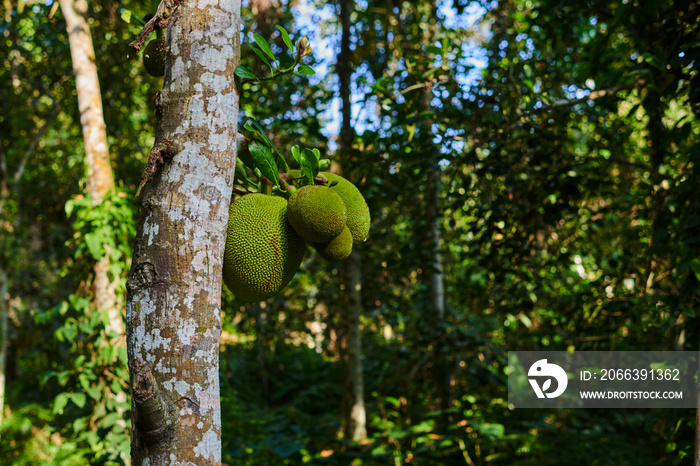 Organic Jackfruit on the tree. Fruit season. Jackfruit is large of fruit is famous in Asia. Jackfruit tree (Artocarpus heterophyllus), tropical plant with largest tree-borne fruit. Selective focus.