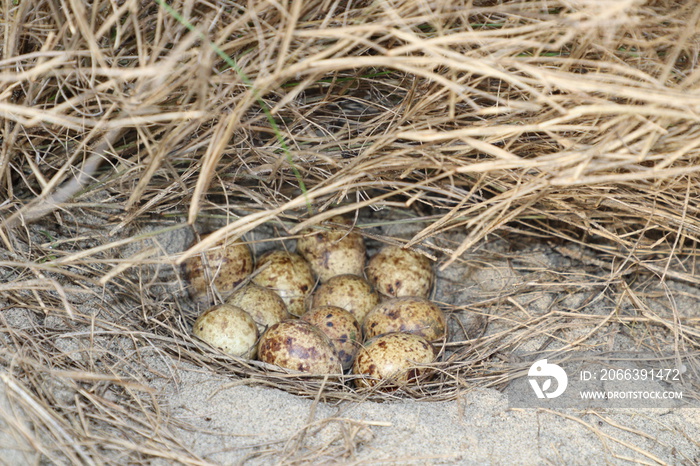 Grey partridge (Perdix perdix) eggs in nest.